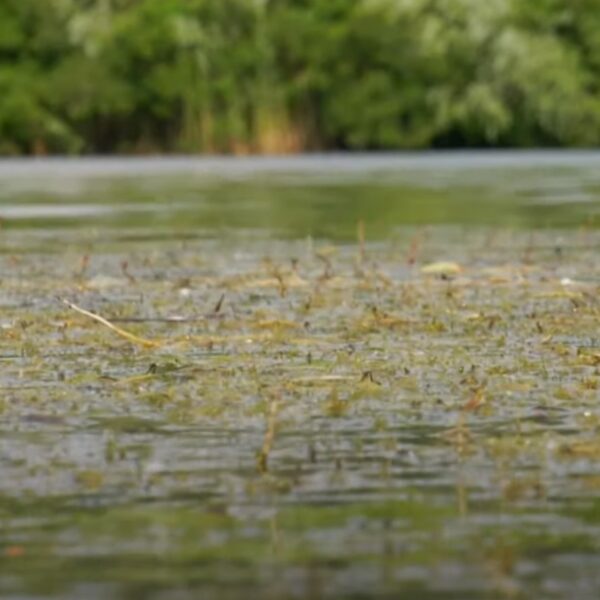 Зелена вода і піна на Дніпрі: у Києві пояснили, що це цвітіння водоростей, а не хімікати