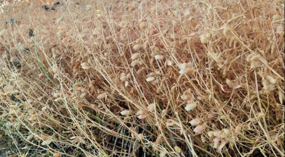 Сочевиця в Tekom Agro Group