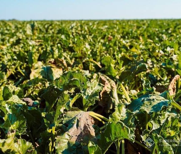 Німеччина зафіксує найнижчий урожай цукрових буряків поточного року — SuperAgronom.com