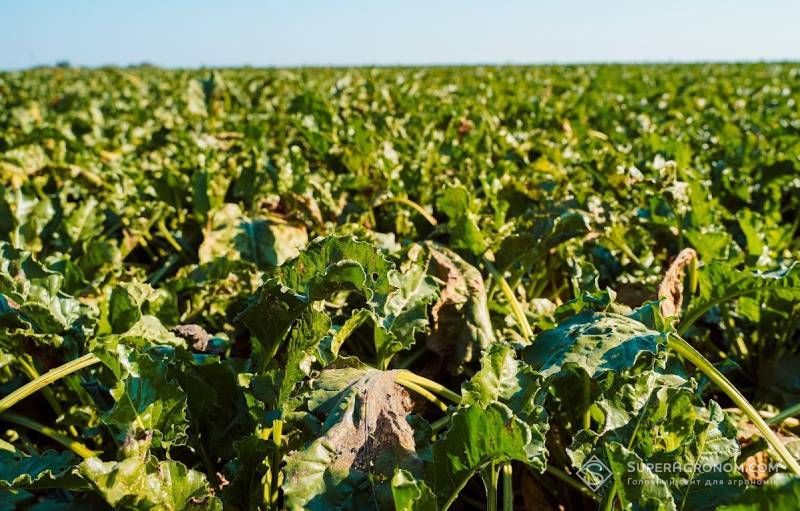 Harvest of sugar beet in Germany will be the worst since 1990 Harvest of sugar beet in Germany will be the worst since 1990