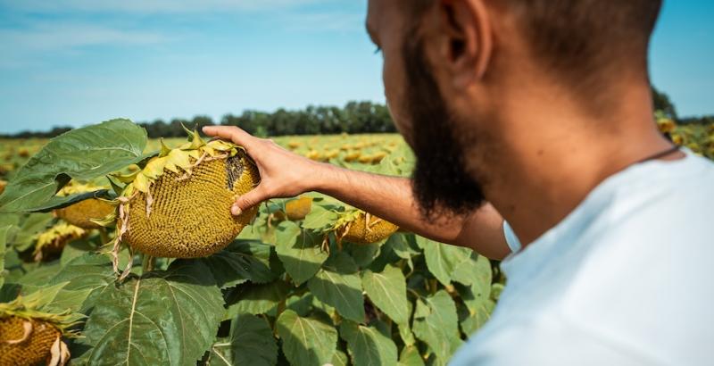 Експерти прогнозують падіння цін на соняшник нового врожаю до 16-17 тис. грн/т восени
