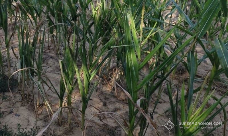 Кукурудзяні посіви під впливом посухи Кукурудзяні посіви під впливом посухи