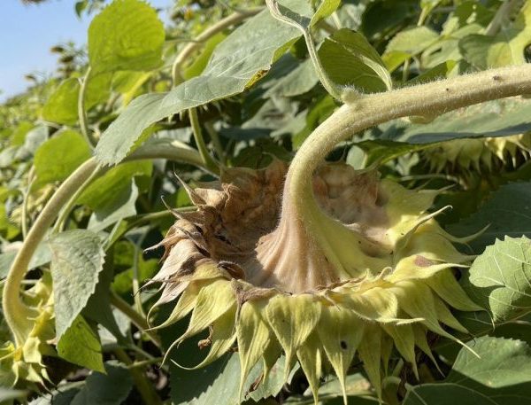 Склеротиніоз соняшника: коли ще не пізно обробляти фунгіцидами — SuperAgronom.com