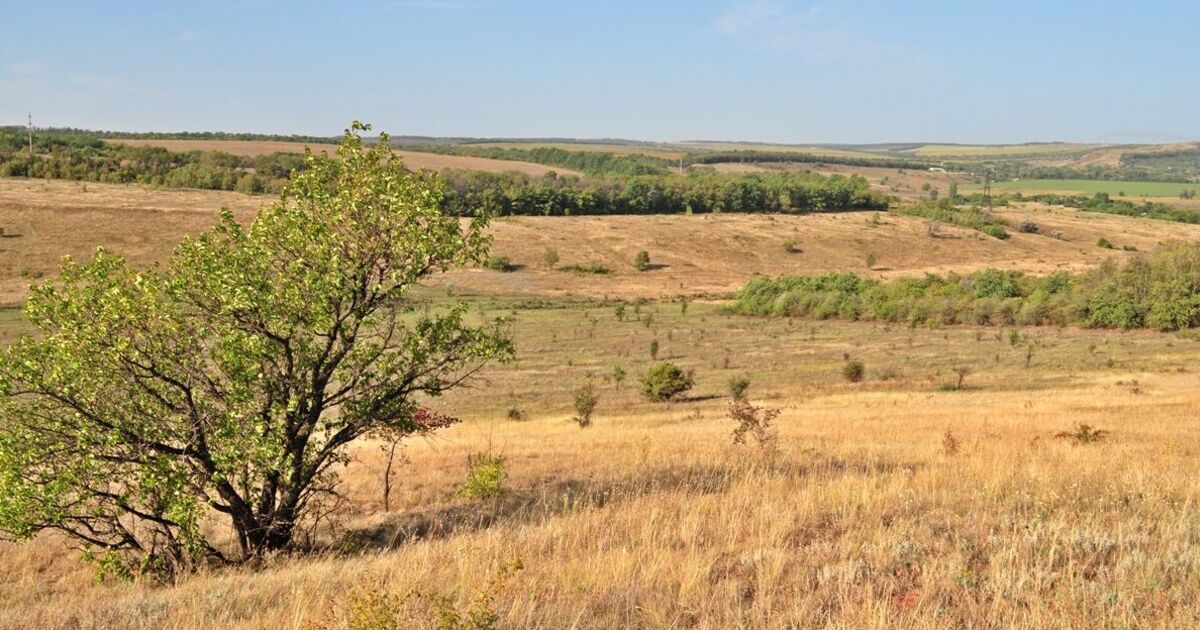 Фото до статті