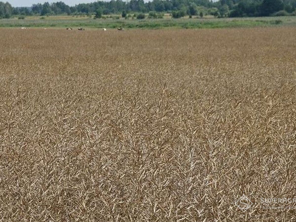 Аналітики радять не продавати осінній ріпак, оскільки його вартість може підвищитися — SuperAgronom.com