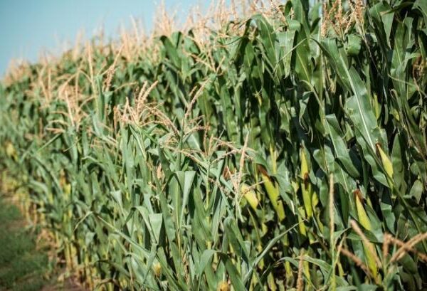Кукурудза потерпає від шкідників та хвороб — КУРКУЛЬ