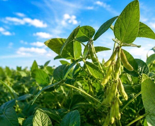 Кліщ павутинний може спустошити до 80% урожаю сої — SuperAgronom.com