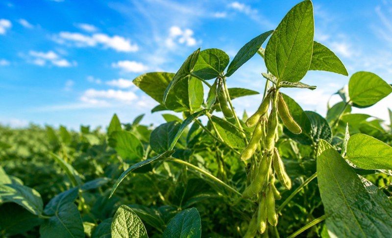 Збитки врожайності сої від павутинного кліща можуть сягати 60-80%