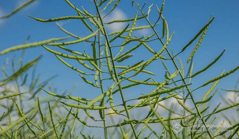 Winter Rapeseed