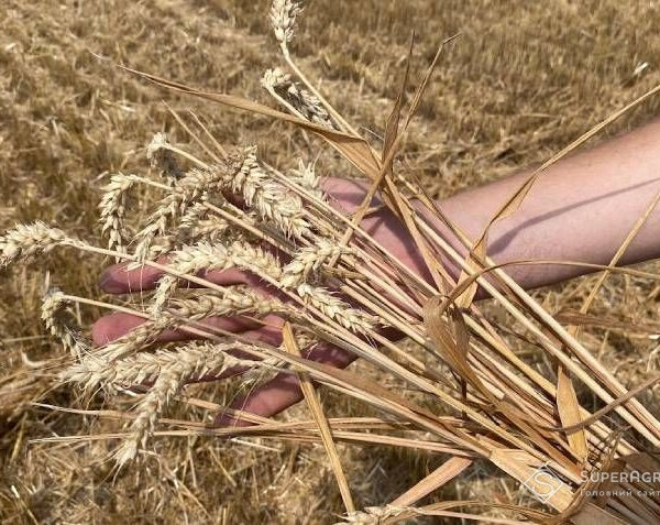 Збір пшениці на Київщині перевершив торішній показник на 17%, досягнувши 6,14 тонн з гектара — SuperAgronom.com
