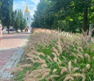 У столиці збільшується кількість місць із декоративними травами – до 2026 року вони з’явилися на 117 об’єктах | Нерухомість Києва