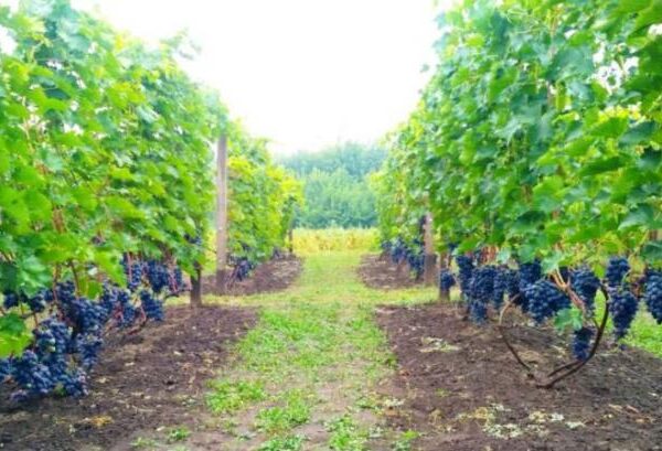 Київщина тестує морозостійкий виноград для винного майбутнього