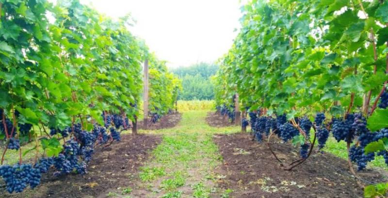 Виноградар Ігор Сніжко