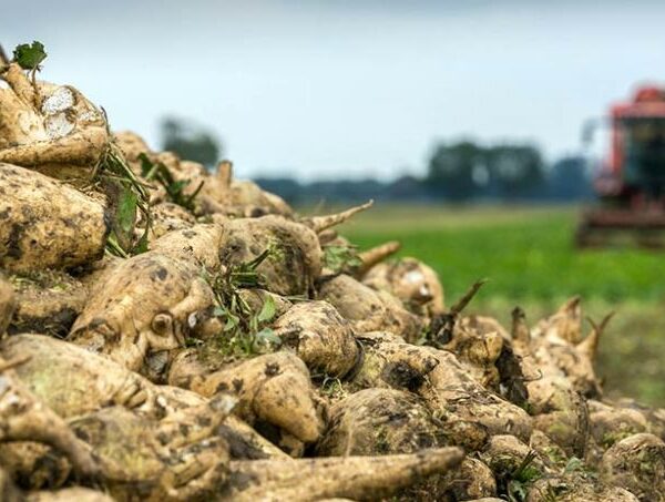 Аграрії розпочали збір цукрових буряків, врожайність яких перевищила минулорічну