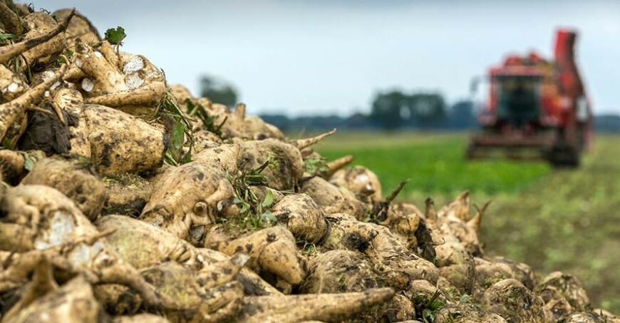 Аграрії розпочали збір цукрових буряків, врожайність яких перевищила минулорічну
