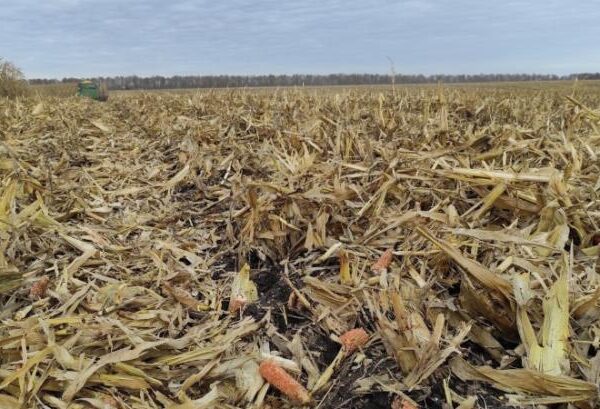 70% українських посівів кукурудзи чекають на обмолот