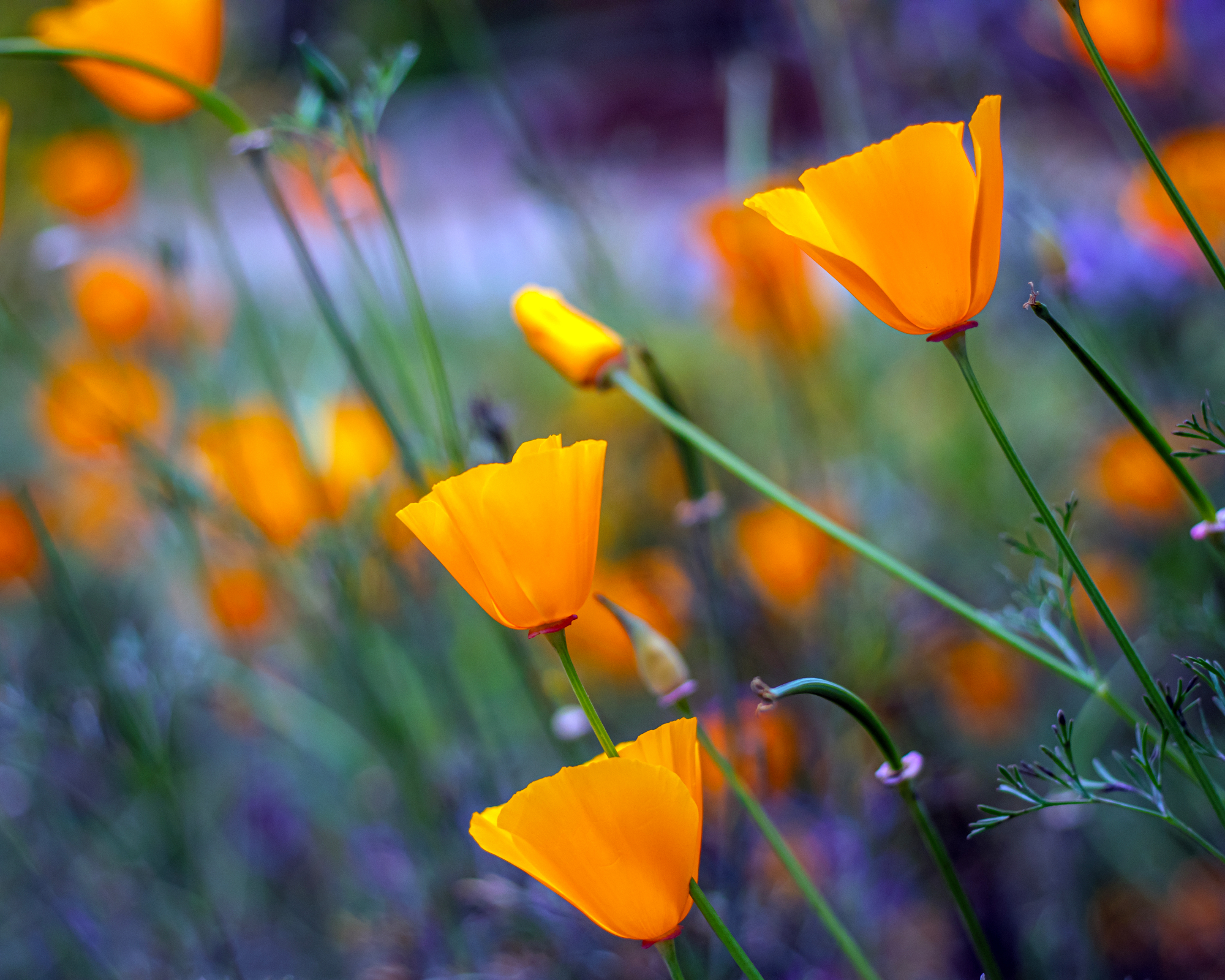 Eschscholzia californica, каліфорнійський мак, золотий мак, мексиканський мак, каліфорнійське сонце або чаша золота, що росте навесні, польові квіти в Каліфорнії.
