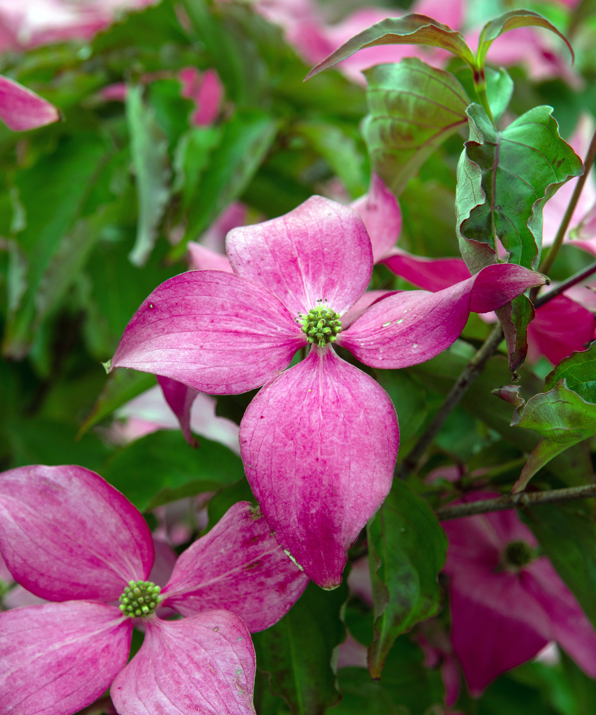 Японський кизил Scarlet Fire, також відомий як Cornus kousa Rutpink, декоративне дерево з рожевими приквітками, що нагадують пелюстки