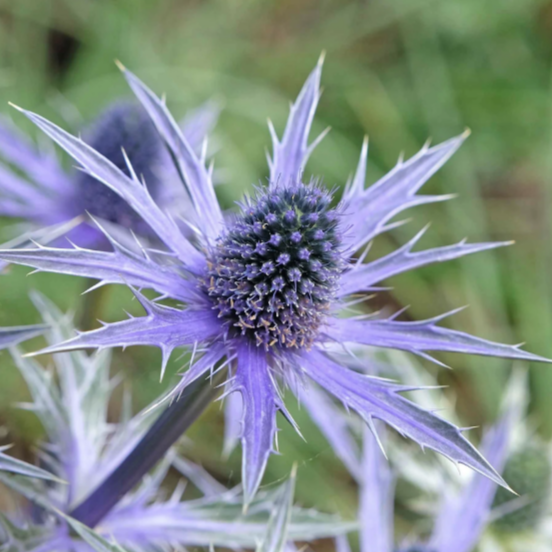 Ерінґіум 'Blue Star'