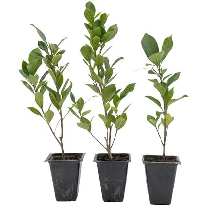 3 індійських лаврових фікуси – живі рослини Ficus Nitida – морозостійке вічнозелене дерево у горщиках 2,5 дюйма – швидкоросле та дуже адаптивне для живоплотів, загороджень та тіні