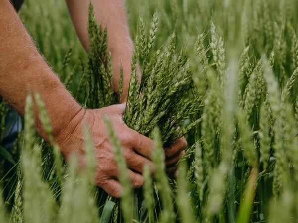 Розширення держпідтримки аграріїв заплановано на 2027 рік