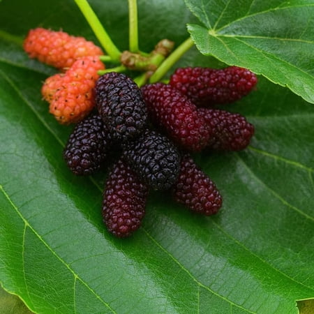Plant Nook Карликова шовковиця вічноплідна (morus Nigra) жива рослина стартерний розсадник | Солодкі чорницеподібні ягоди, компактне плодове дерево для патіо та садових клумб | Самозапильна