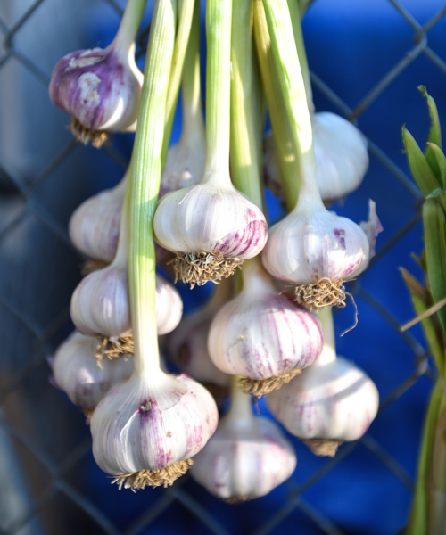Щойно зібраний часник, зв'язаний і підвішений для сушіння.