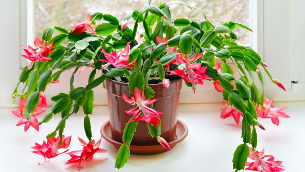 Різдвяний кактус (Schlumbergera) в горщику.
